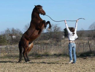 Rééducation de cheval