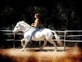 Travail de cheval en liberté